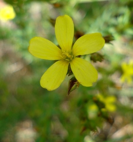 Linum africanum